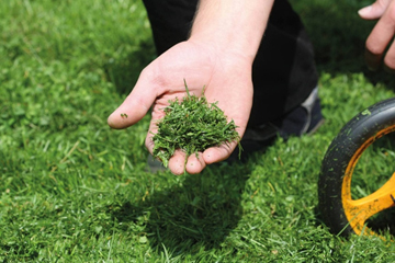 Main dans de l'herbe tondue