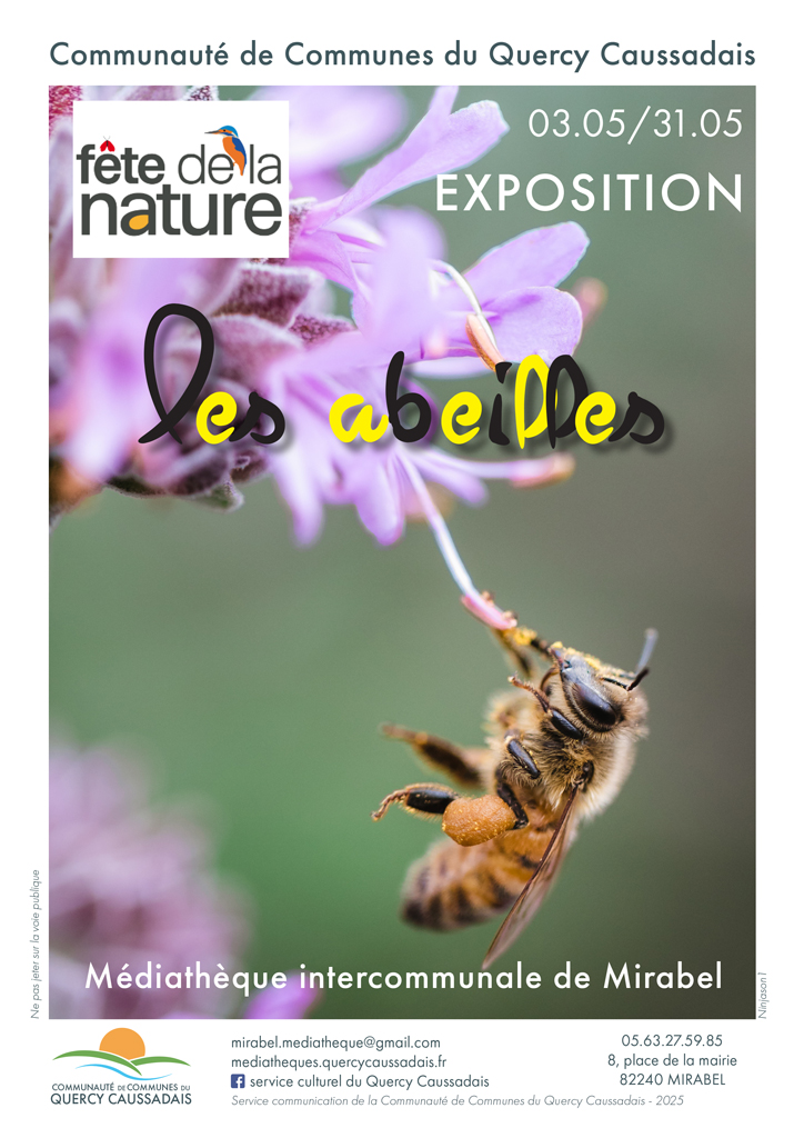 Abeille qui butine une fleur mauve.