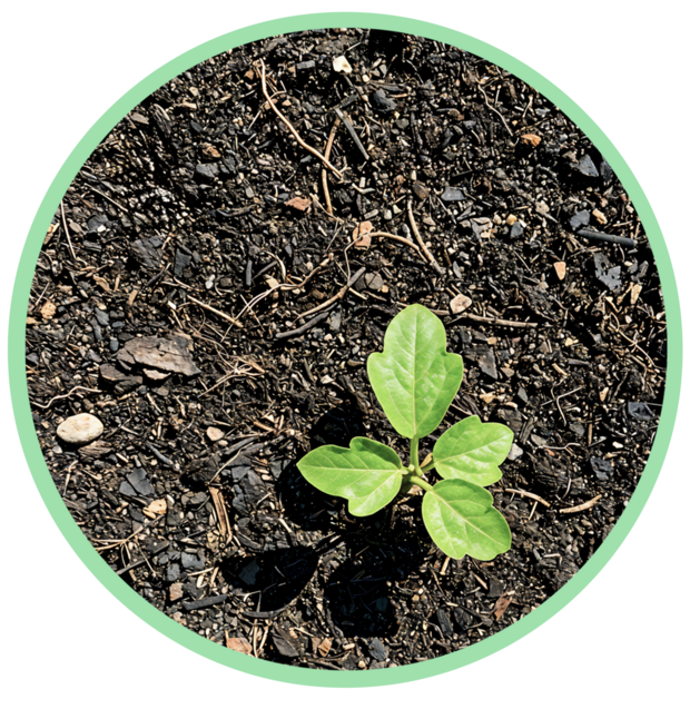 Petite plante verte dans la terre